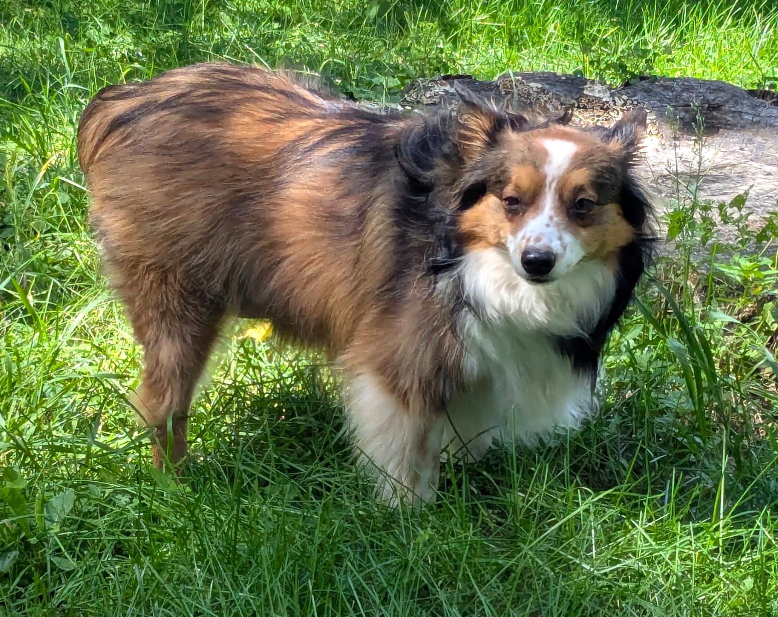 Gemmy