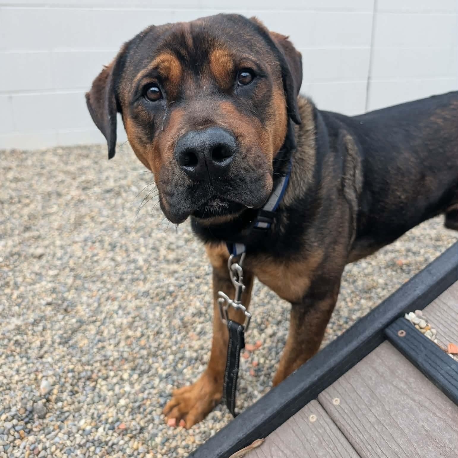 Enlarge Rocky, a Adopted mixed breed in Detroit, MI image 4/5