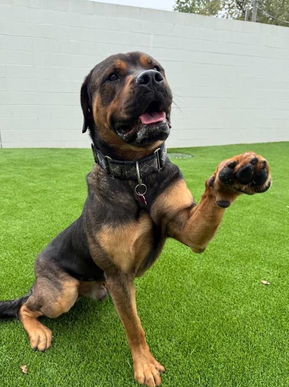 Enlarge Rocky, a Adopted mixed breed in Detroit, MI image 2/5