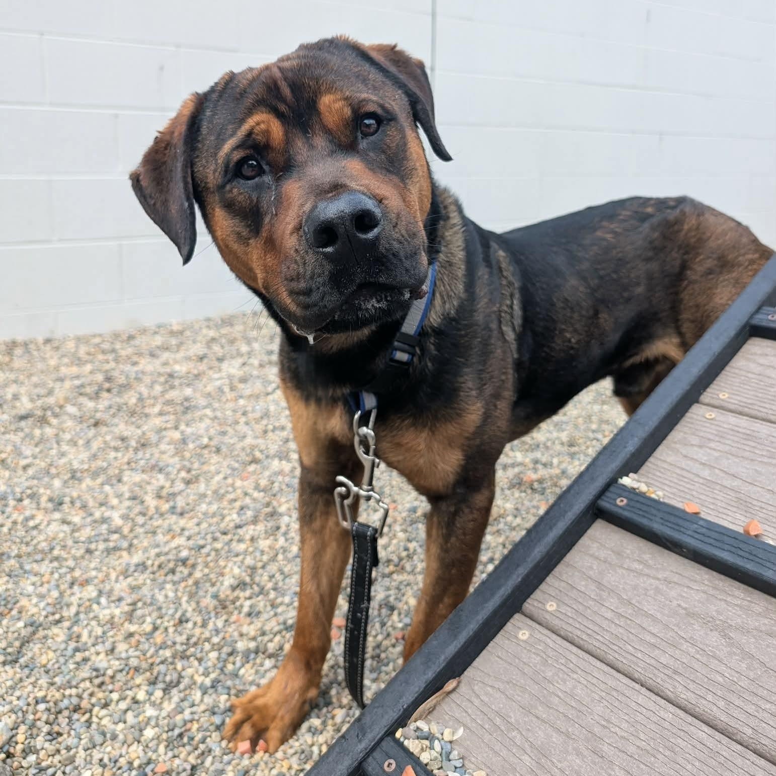 Enlarge Rocky, a Adopted mixed breed in Detroit, MI image 5/5
