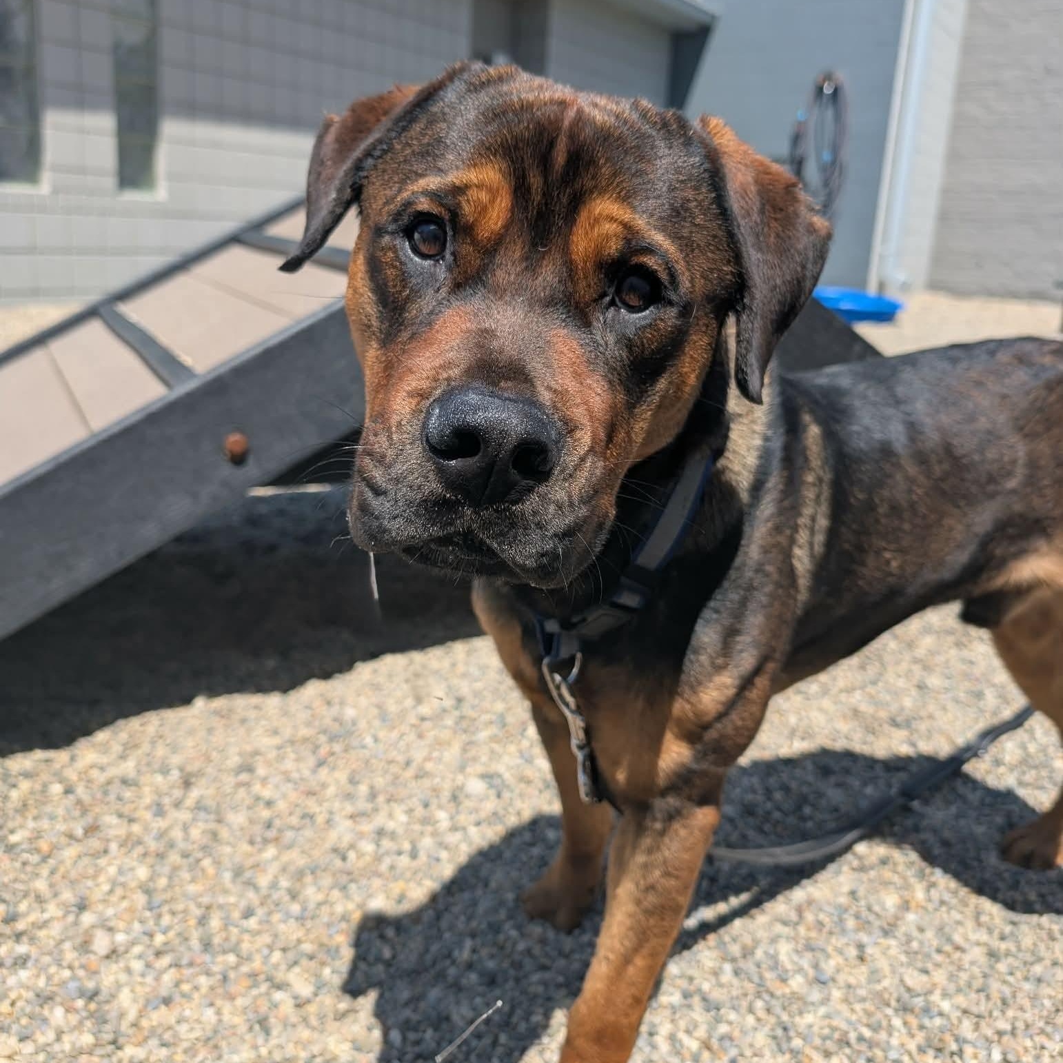 Enlarge Rocky, a Adopted mixed breed in Detroit, MI image 3/5