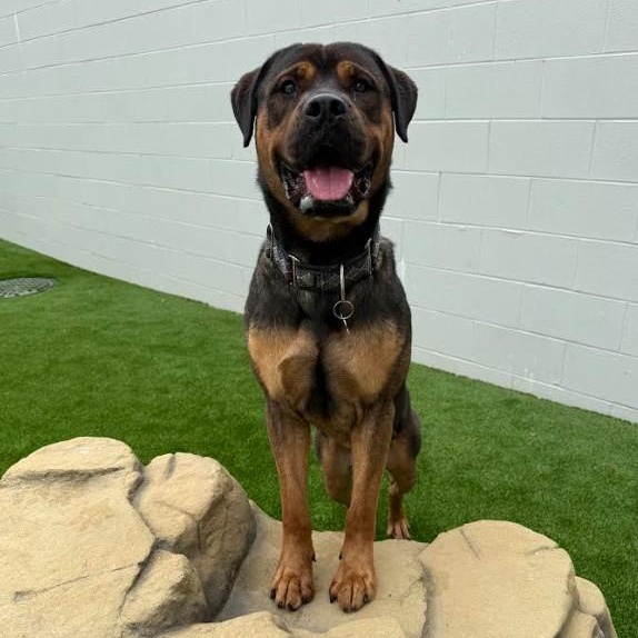 Enlarge Rocky, a Adopted mixed breed in Detroit, MI image 1/5