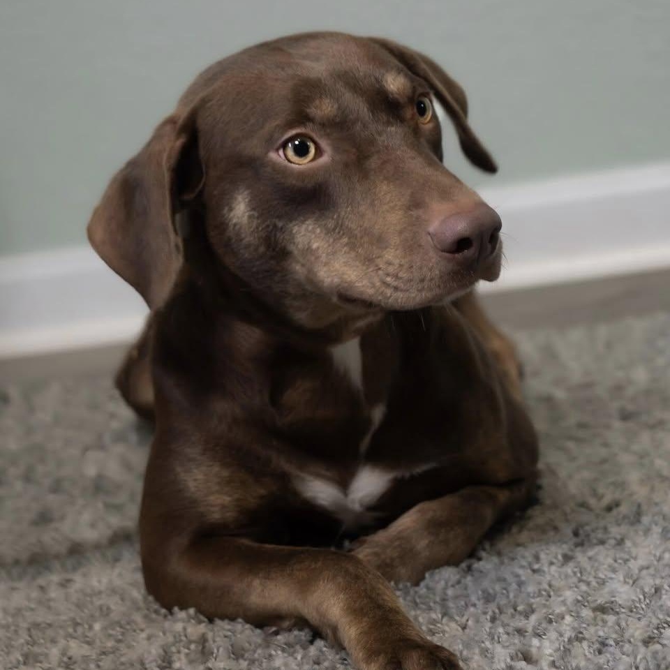 Bob, ADOPTABLE, Young Male Vizsla & Beagle.
