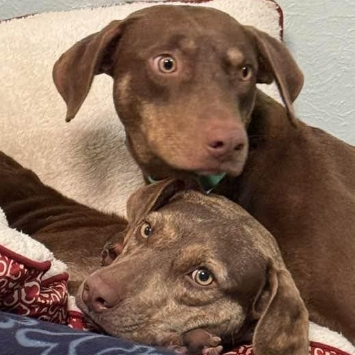 Enlarge Bob, a ADOPTABLE mixed breed in Washington, PA image 6/6