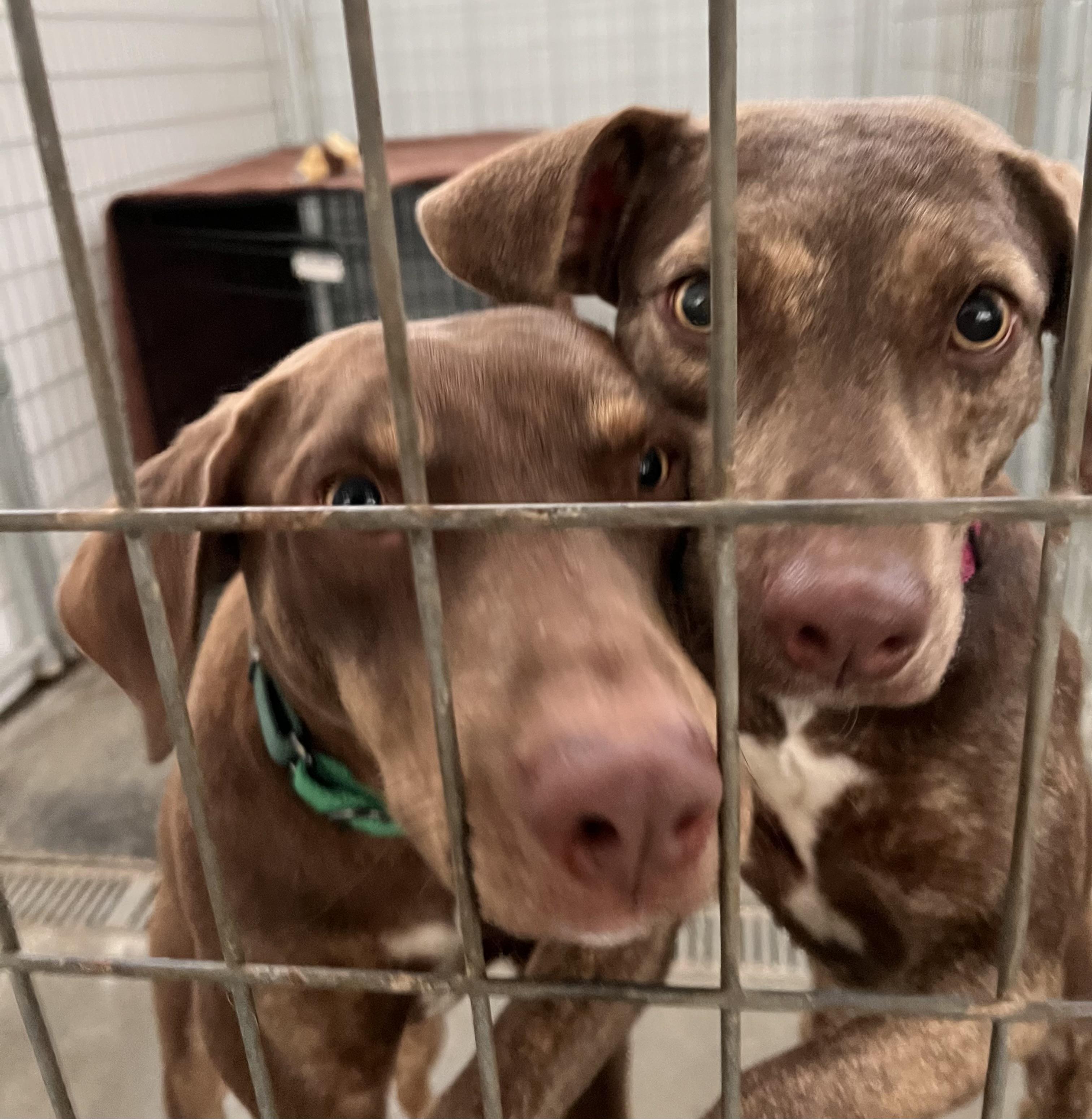 Bob and Roberta, a ADOPTABLE mixed breed in Washington, PA image 4/4
