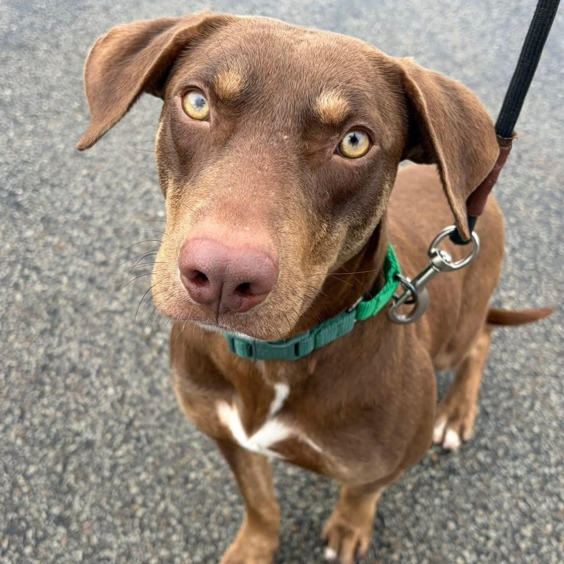 Enlarge Bob, a ADOPTABLE mixed breed in Washington, PA image 2/6