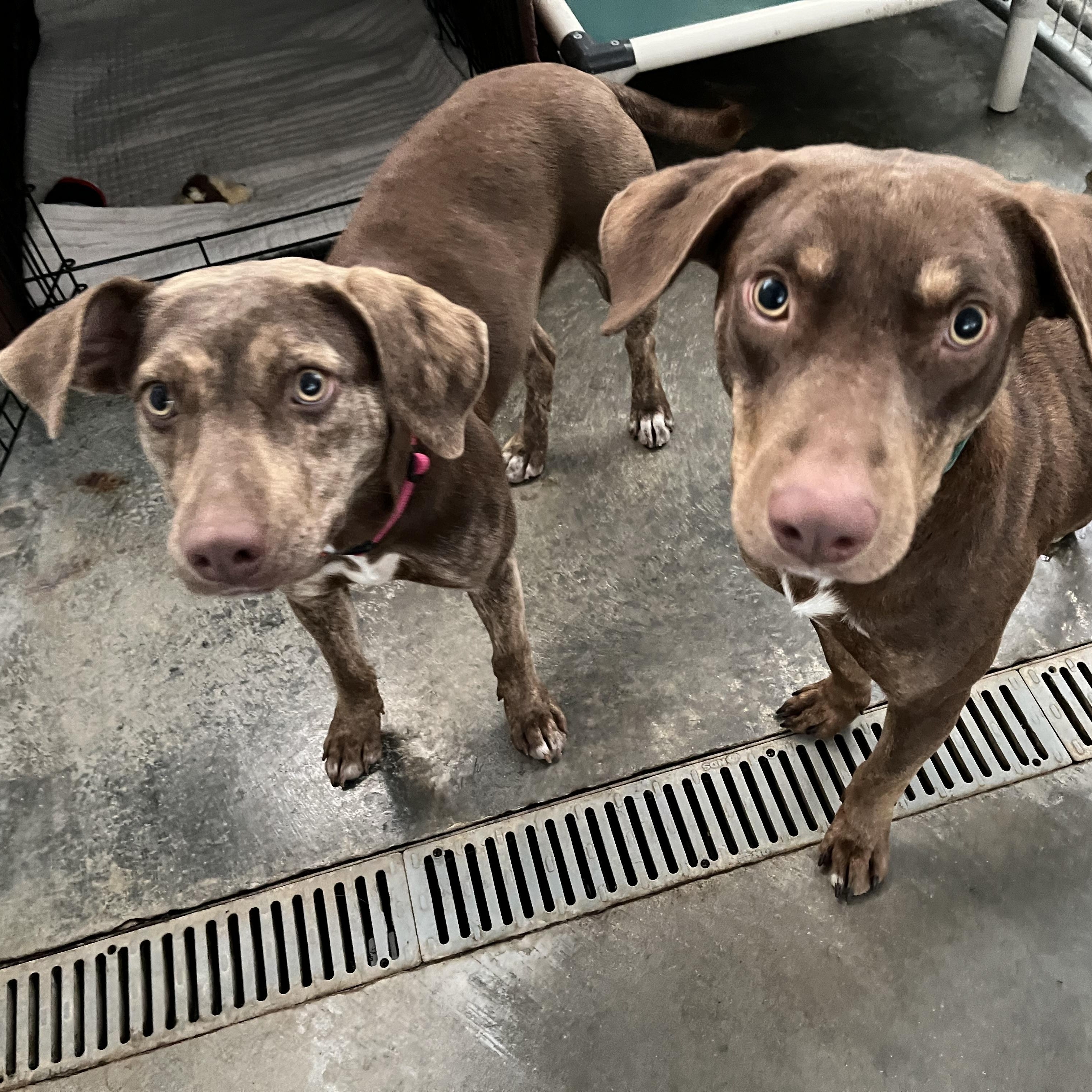 Bob and Roberta, a ADOPTABLE mixed breed in Washington, PA image 3/4