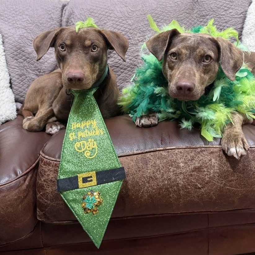 Enlarge Bob, a ADOPTABLE mixed breed in Washington, PA image 3/6