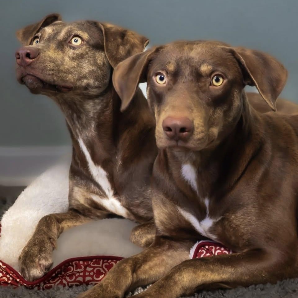 Bob and Roberta, ADOPTABLE, Young Male Vizsla & Beagle.