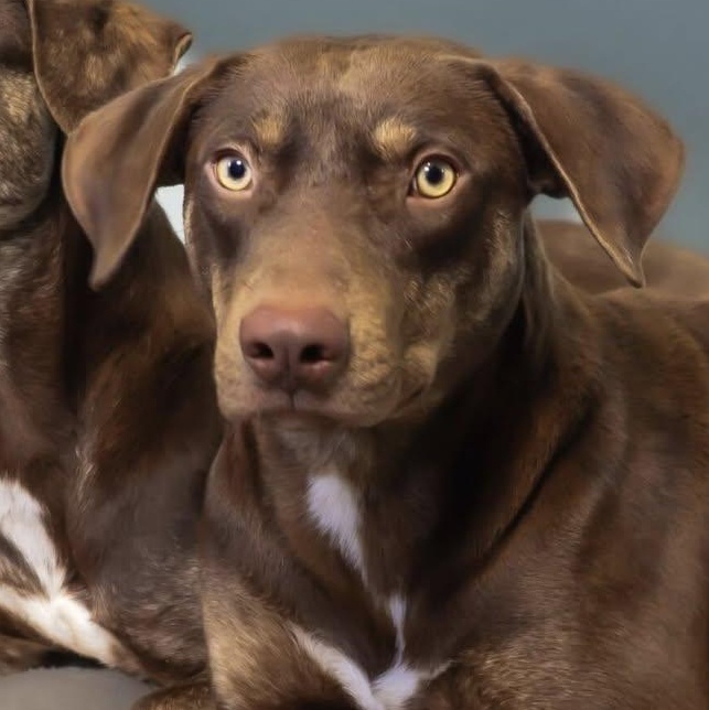 Enlarge Bob, a ADOPTABLE mixed breed in Washington, PA image 4/6