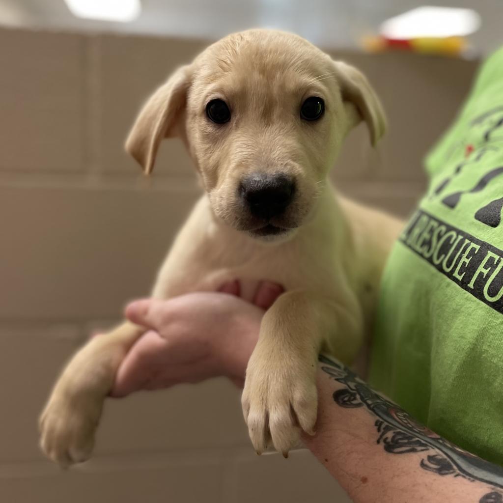 Denali, a Adoptable mixed breed in Muncie, IN image 1/3