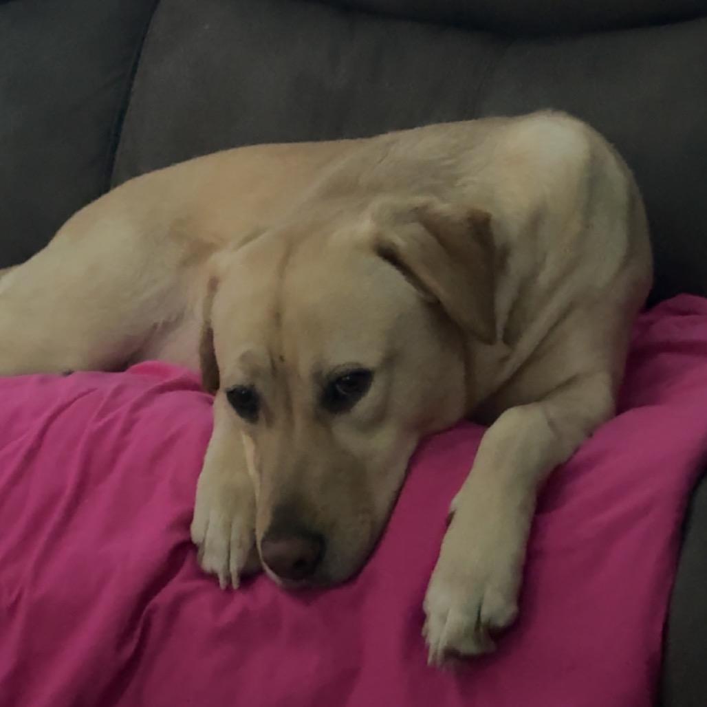 Denali, a Adoptable mixed breed in Muncie, IN image 2/3