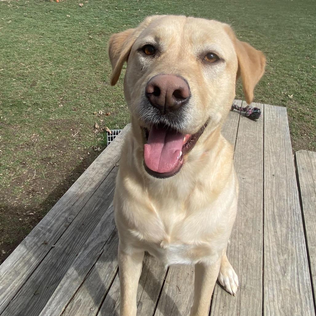 Denali, a Adoptable mixed breed in Muncie, IN image 3/3