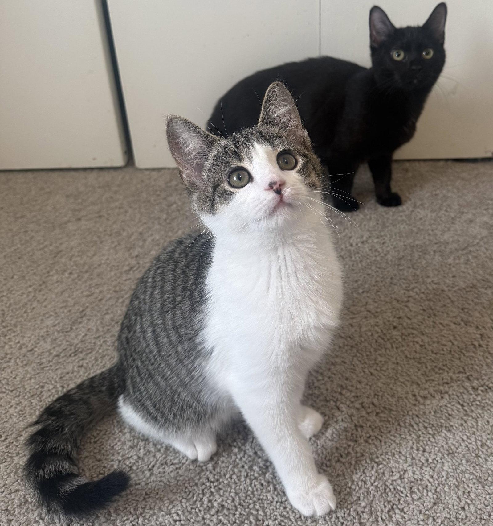 Noodle, Adopted, Kitten Male American Shorthair.