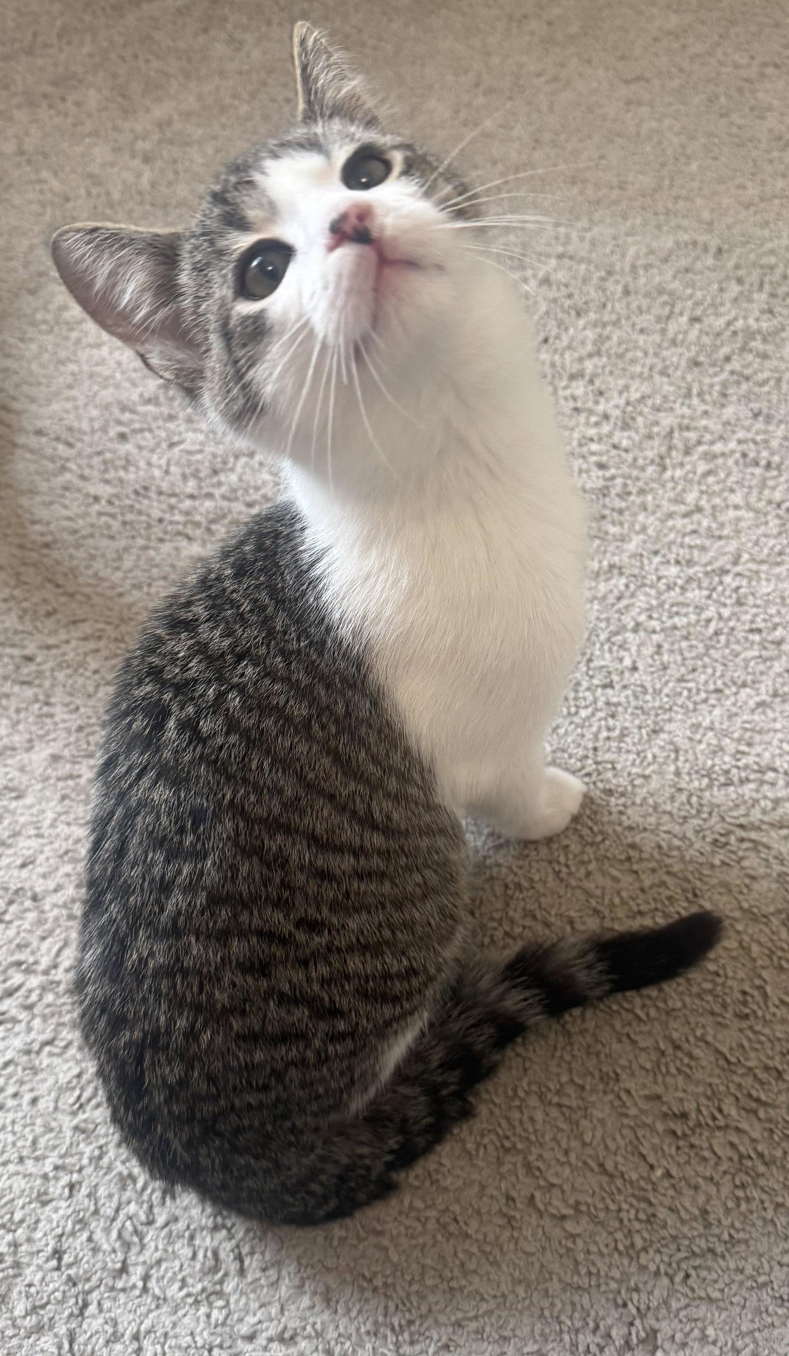 Enlarge Noodle, a Adopted American Shorthair in Frisco, TX image 2/3