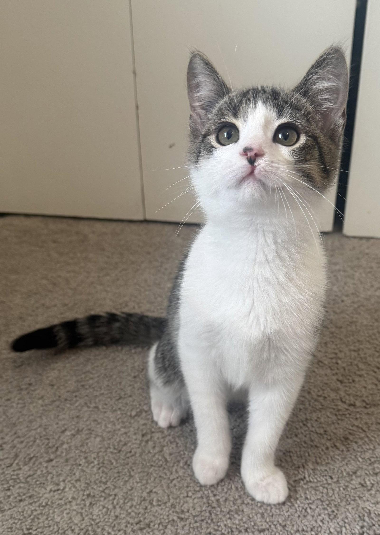 Enlarge Noodle, a Adopted American Shorthair in Frisco, TX image 3/3