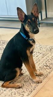 Enlarge Bandit, a Adoptable mixed breed in Palm City, FL image 3/6