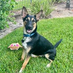 Enlarge Bandit, a Adoptable mixed breed in Palm City, FL image 1/6