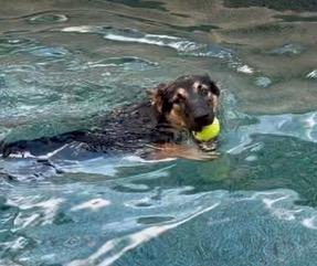 Enlarge Bandit, a Adoptable mixed breed in Palm City, FL image 2/6