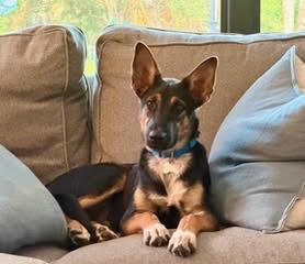 Enlarge Bandit, a Adoptable mixed breed in Palm City, FL image 4/6