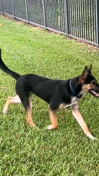 Enlarge Bandit, a Adoptable mixed breed in Palm City, FL video 6/6