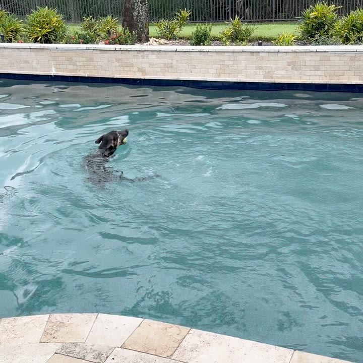 Enlarge Bandit, a Adoptable mixed breed in Palm City, FL video 5/6