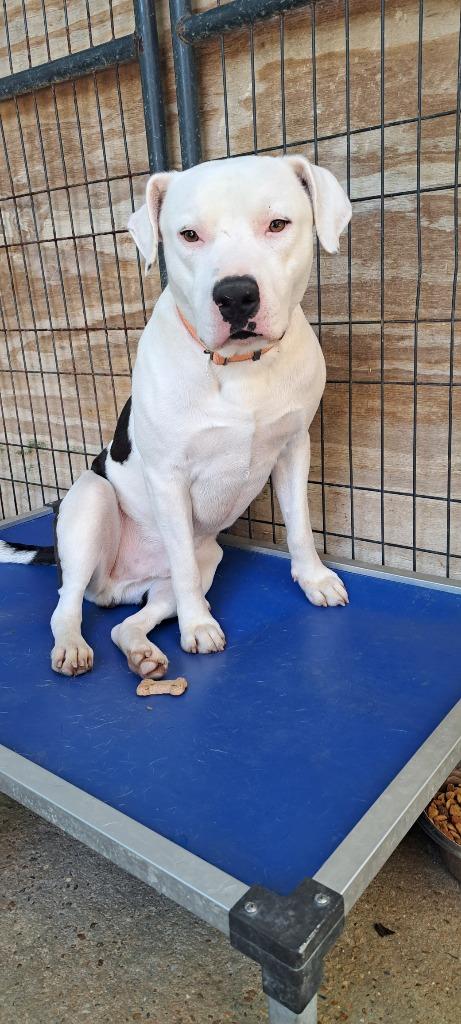 SUMO, Adoptable, Adult Male American Bulldog.