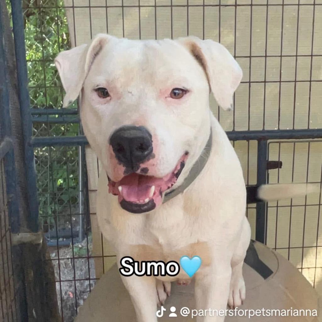 Enlarge SUMO, a Adoptable American Bulldog in Marianna, FL image 2/2