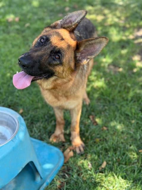 Enlarge HYPNOS, a Adoptable German Shepherd Dog in Riverside, CA image 1/1