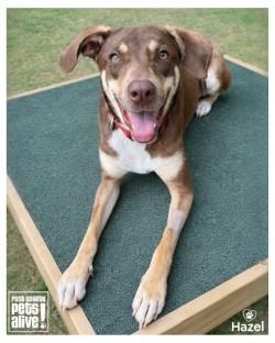 Hazel, ADOPTABLE, Young Female Retriever.