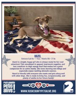 Enlarge Hazel, a ADOPTABLE Retriever in Henderson, TX image 6/6