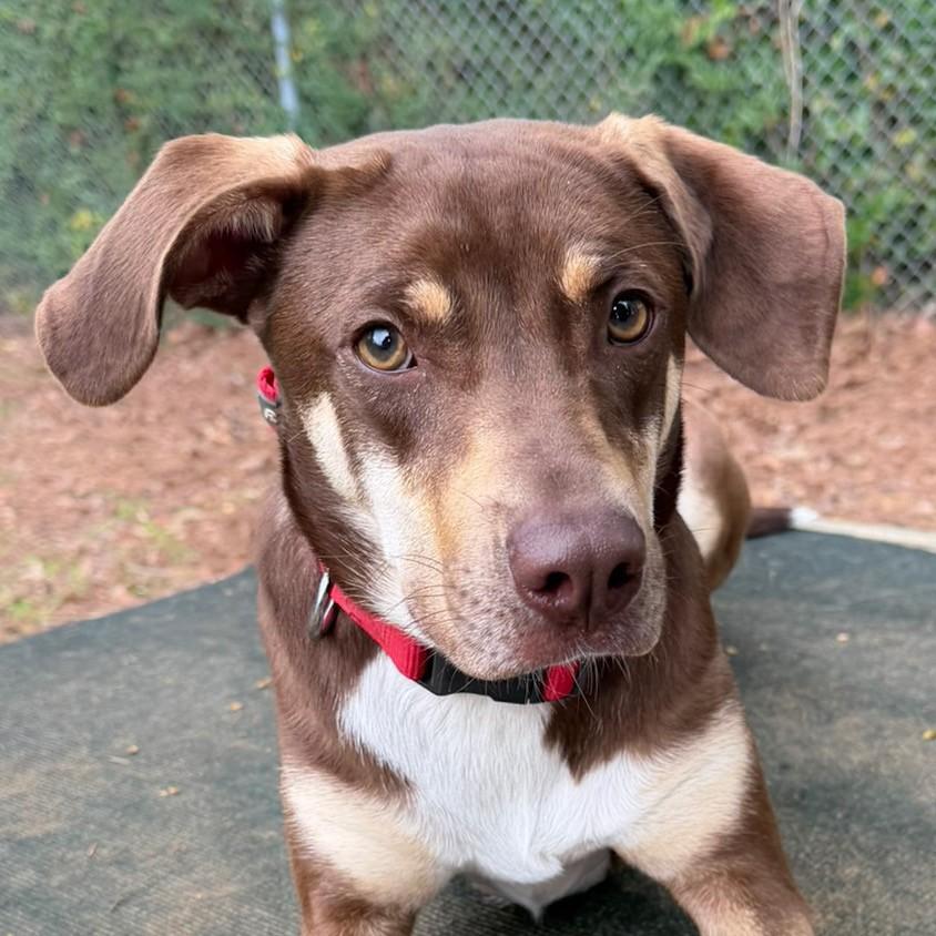 Enlarge Hazel, a ADOPTABLE Retriever in Henderson, TX image 3/6