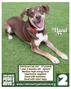 Enlarge Hazel, a ADOPTABLE Retriever in Henderson, TX image 4/6