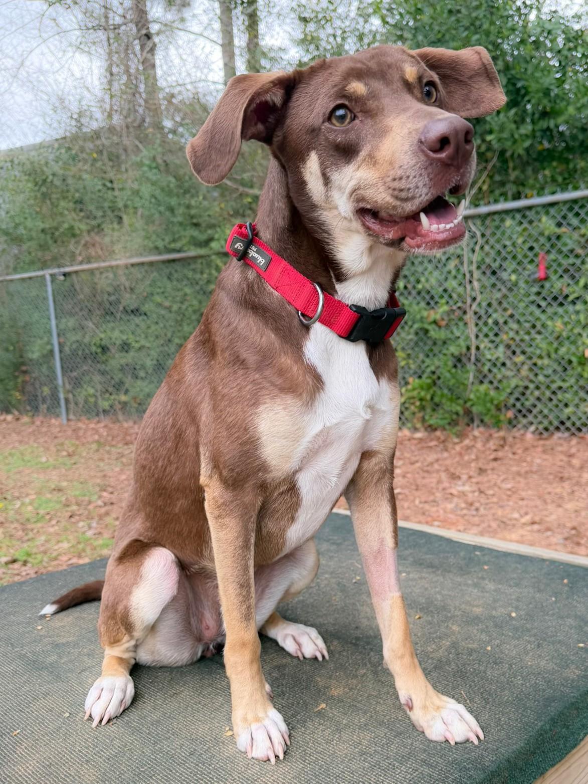 Enlarge Hazel, a ADOPTABLE Retriever in Henderson, TX image 2/6