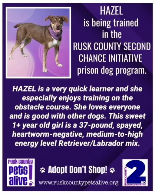 Hazel, ADOPTABLE, Young Female Retriever.