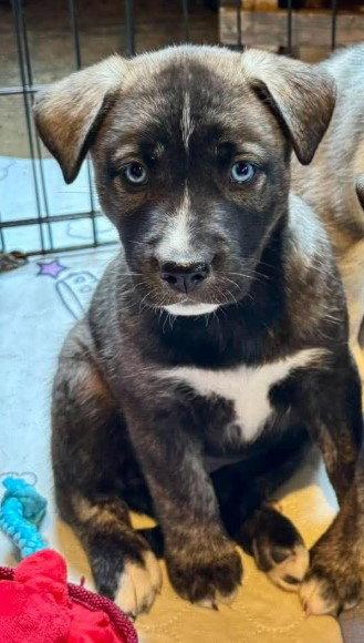 Enlarge Stockard, a Adoptable Siberian Husky in Charlotte, NC image 2/3