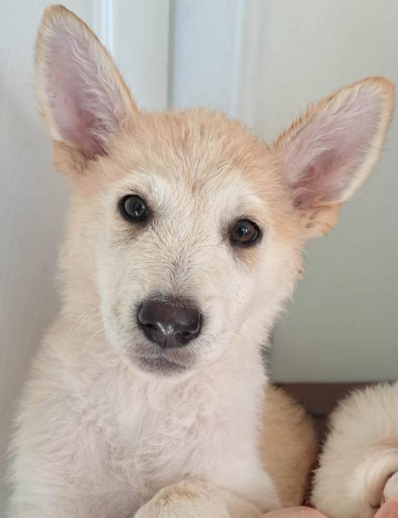 Enlarge Shepski puppy female, a Adopted mixed breed in Agua Dulce, CA image 1/1