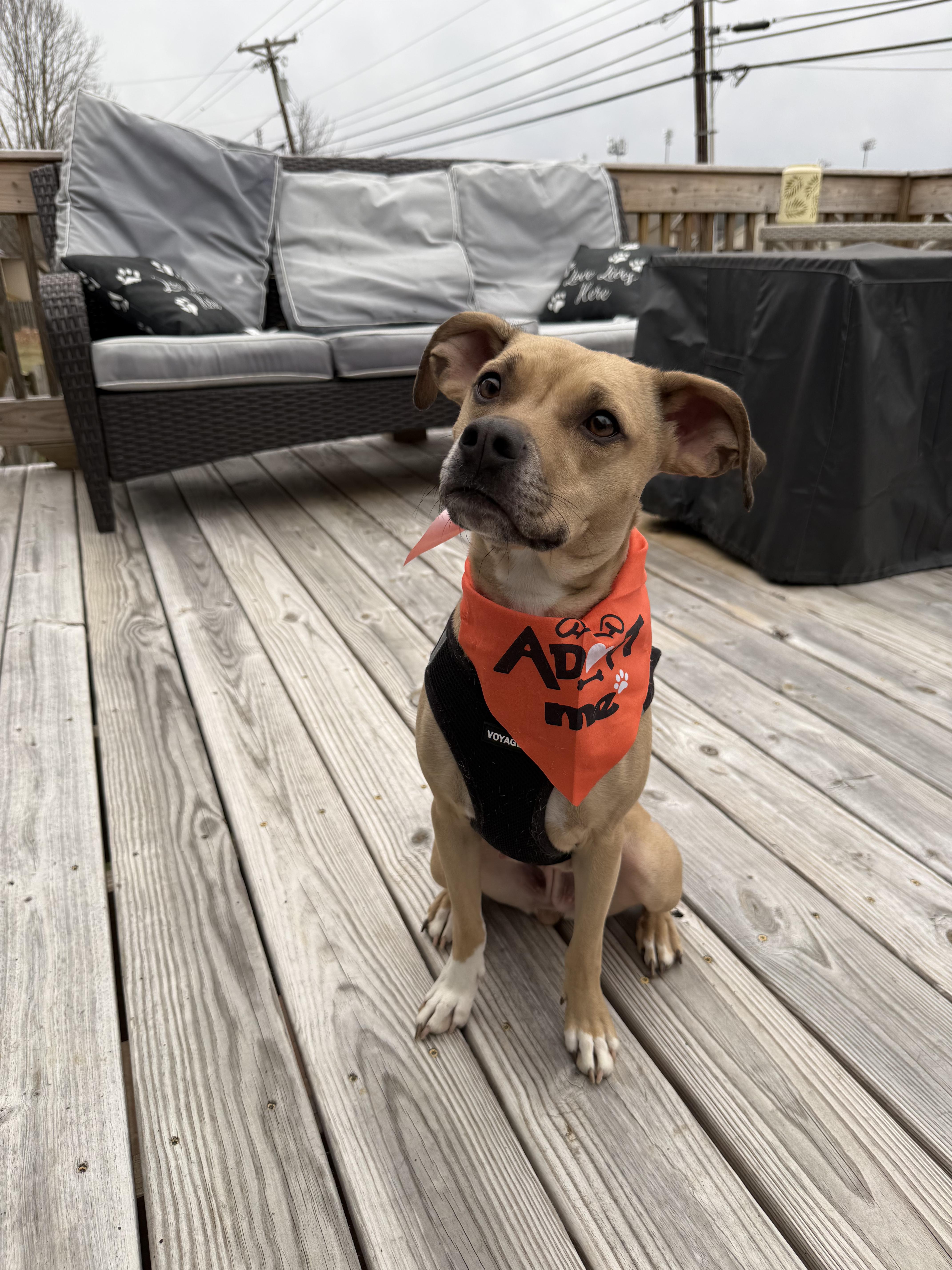 Enlarge Rosie, an adopted Terrier in Lexington, KY image 3/5