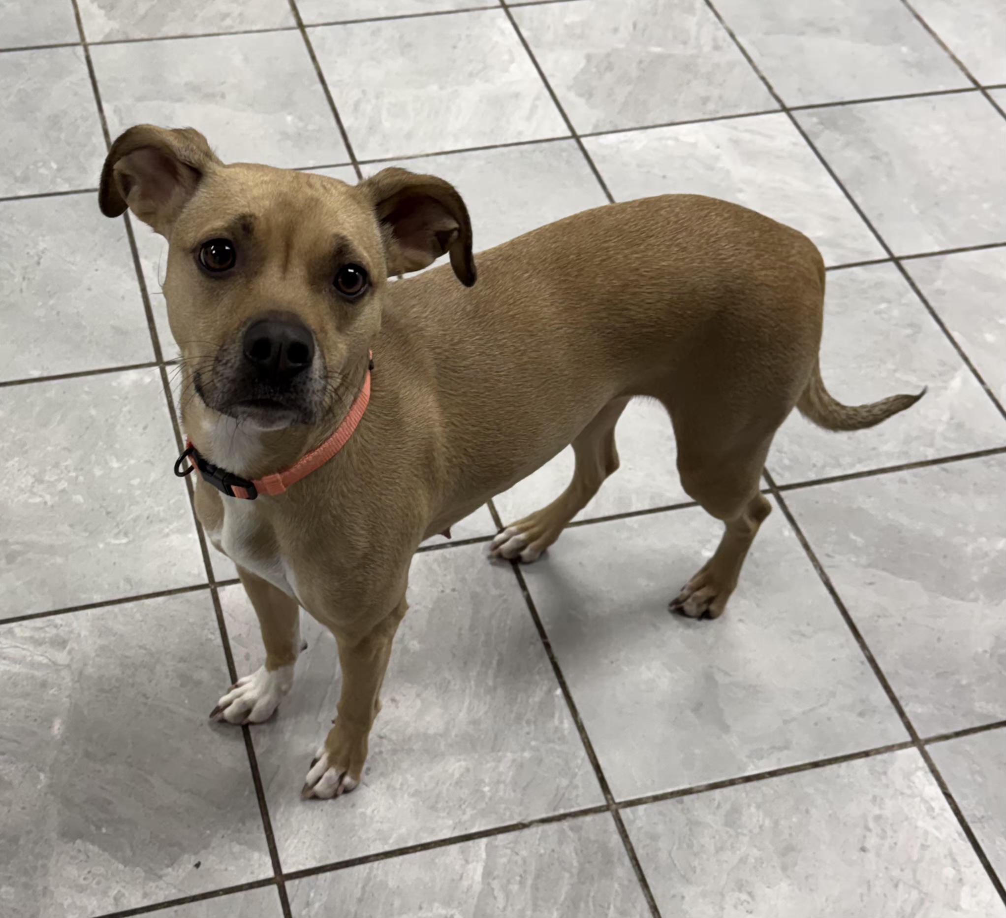 Enlarge Rosie, an adopted Terrier in Lexington, KY image 2/5