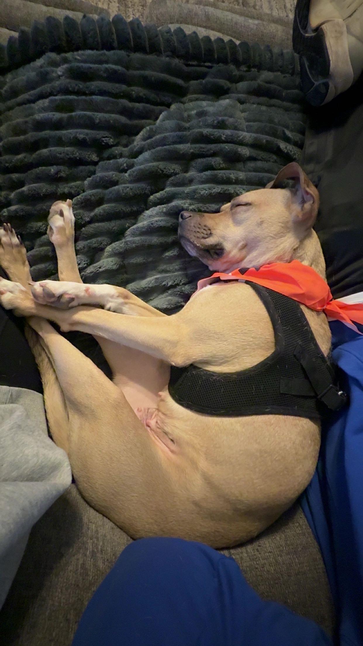 Enlarge Rosie, an adopted Terrier in Lexington, KY image 5/5