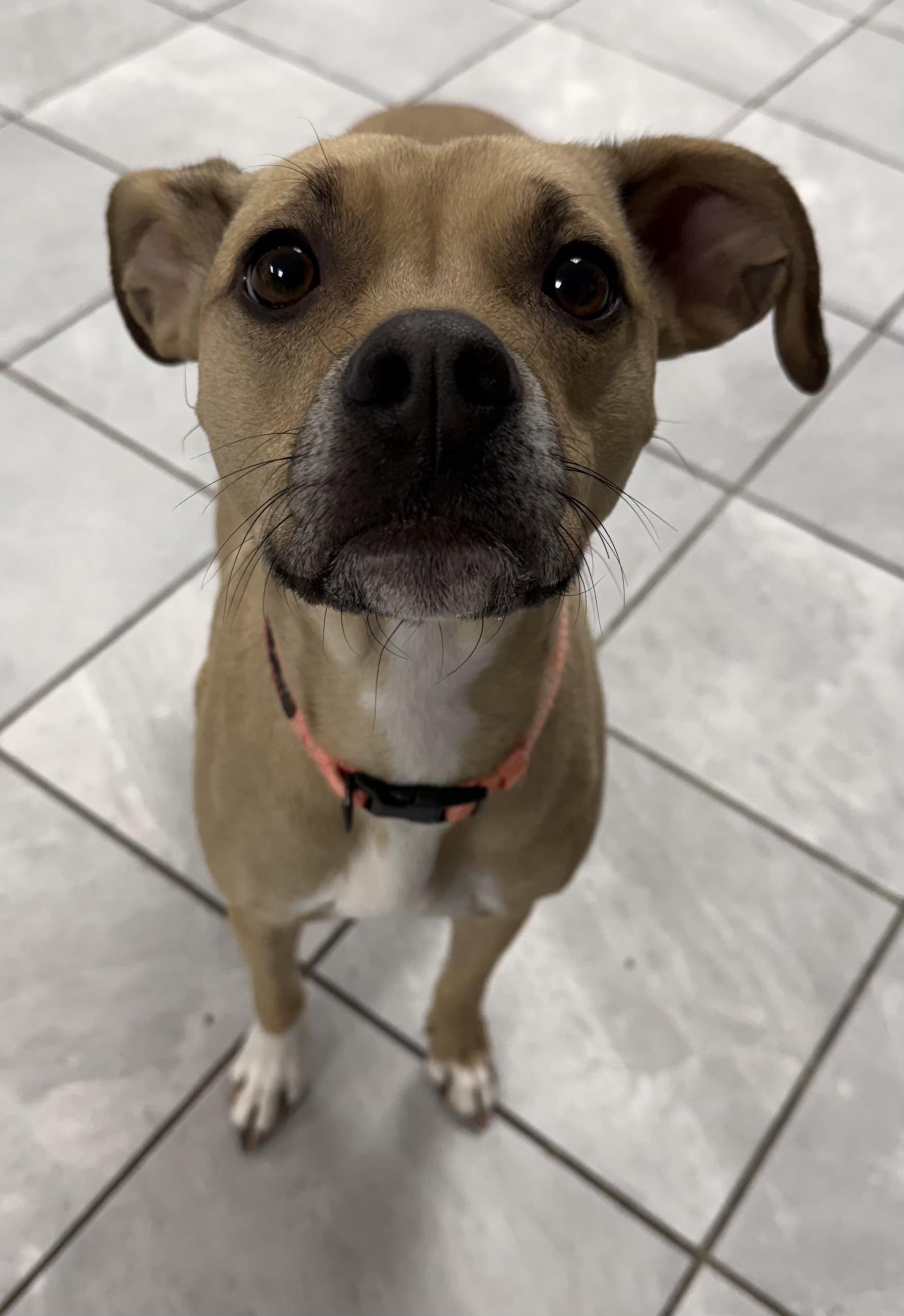 Enlarge Rosie, an adopted Terrier in Lexington, KY image 1/5