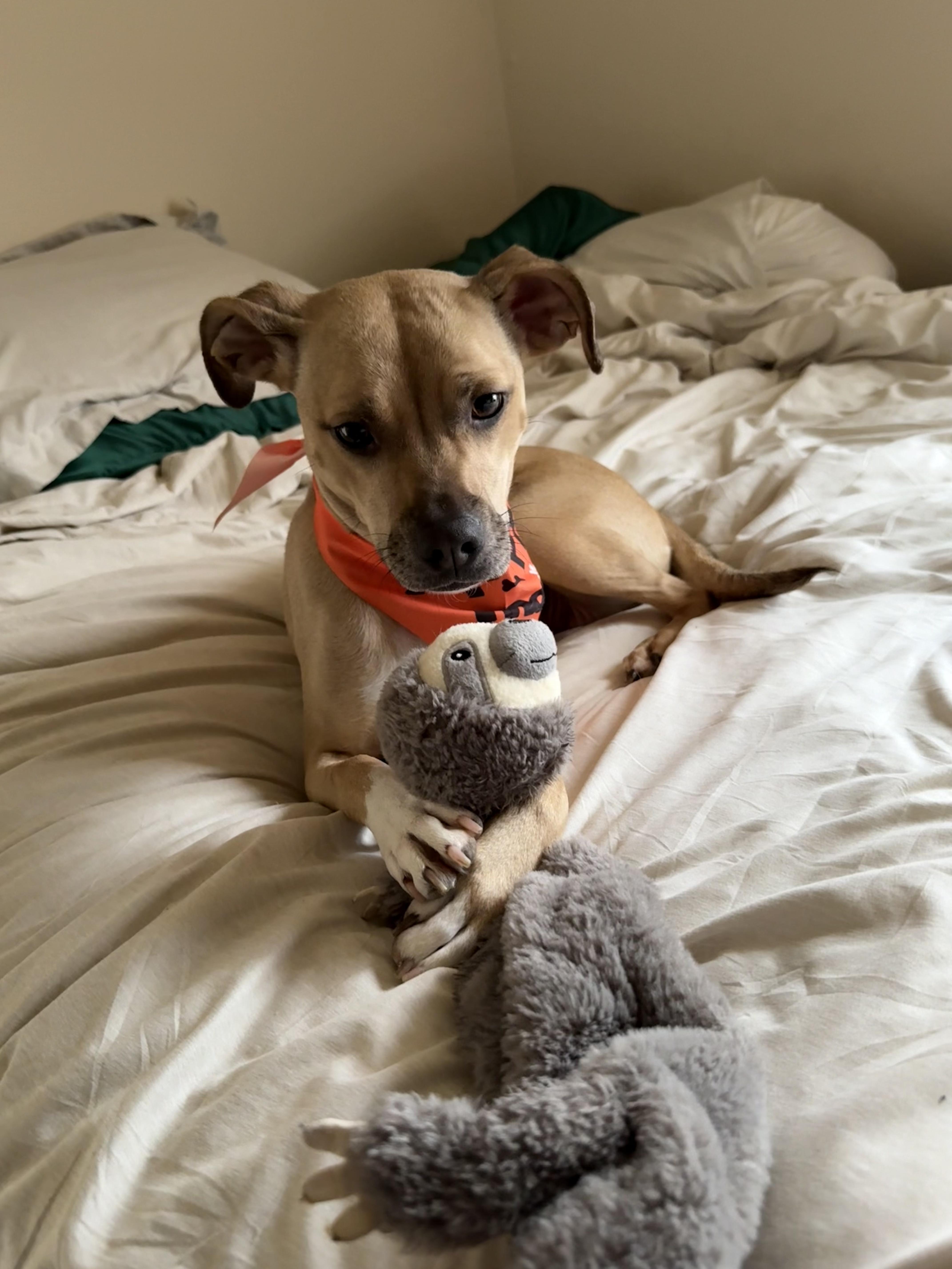 Enlarge Rosie, an adopted Terrier in Lexington, KY image 4/5