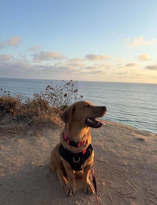 Enlarge Johnny, a Adoptable mixed breed in San Diego, CA image 2/3