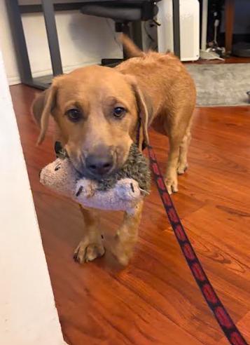 Enlarge Johnny, a Adoptable mixed breed in San Diego, CA image 3/3