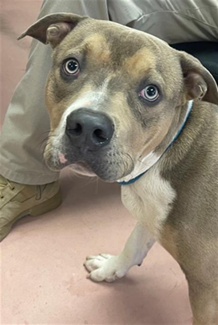 GROVER, Adoptable, Young Male Mixed Breed.