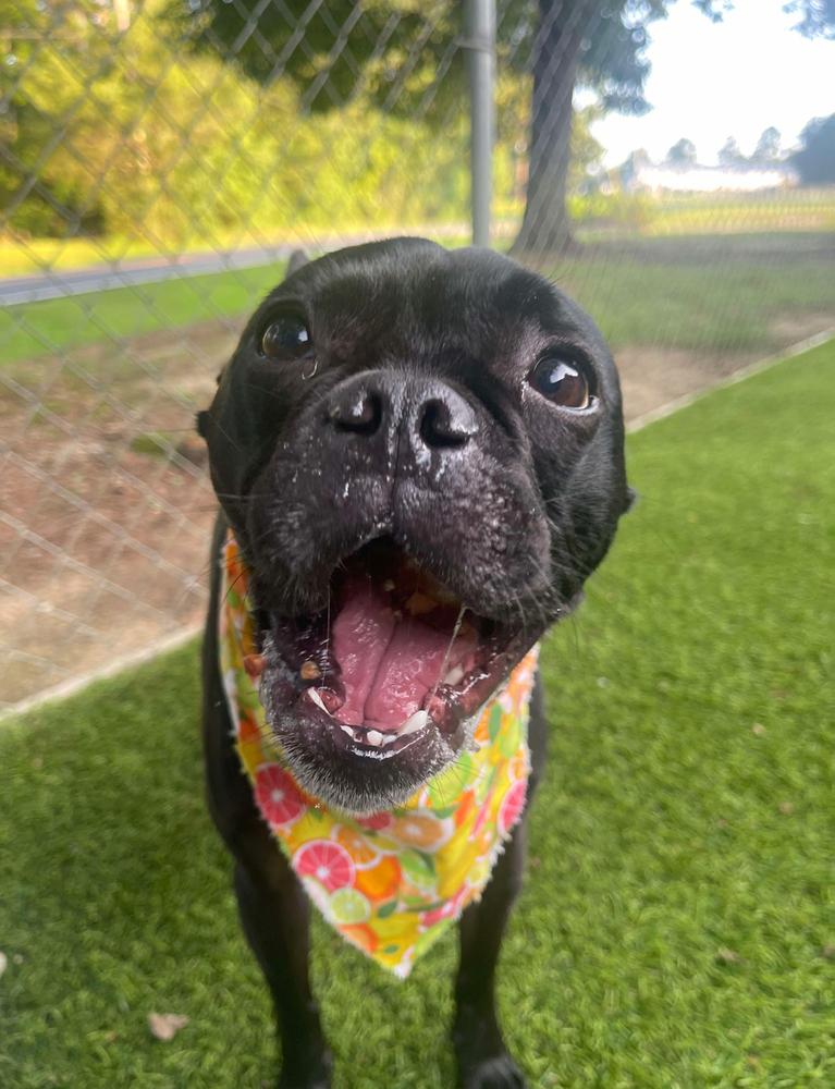 Enlarge Sammy Soto- 4791 SC, a Adoptable mixed breed in Maryville, TN image 1/3