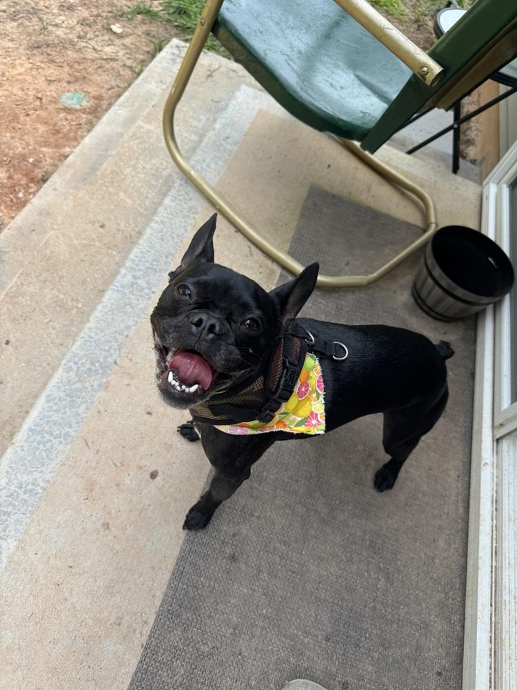 Enlarge Sammy Soto- 4791 SC, a Adoptable mixed breed in Maryville, TN image 2/3