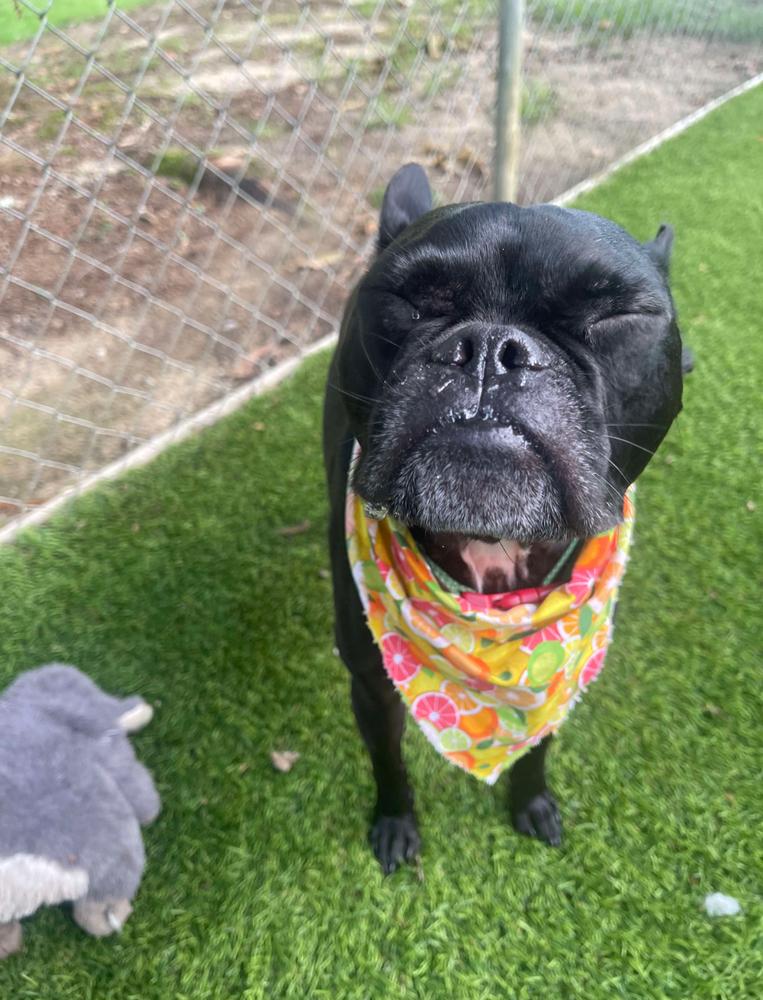 Enlarge Sammy Soto- 4791 SC, a Adoptable mixed breed in Maryville, TN image 3/3