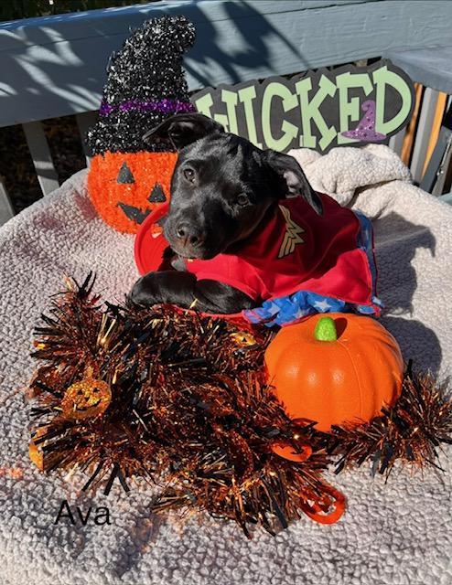 Enlarge Ava, a Adoptable mixed breed in Littleton, CO image 2/4