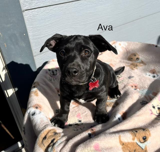 Enlarge Ava, a Adoptable mixed breed in Littleton, CO image 1/4